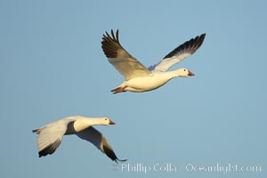 Snow geese in flight, Chen caerulescens, Bosque del Apache National Wildlife Refuge, Socorro, New Mexico