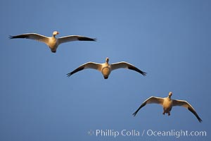 Snow geese in flight, Chen caerulescens, Bosque del Apache National Wildlife Refuge, Socorro, New Mexico