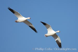 Snow geese in flight, Chen caerulescens, Bosque del Apache National Wildlife Refuge, Socorro, New Mexico