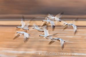 Snow geese in flight, wings are blurred in long time exposure as they are flying, Chen caerulescens, Bosque Del Apache, Socorro, New Mexico