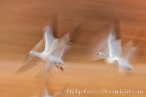 Snow geese in flight, wings are blurred in long time exposure as they are flying, Chen caerulescens, Bosque Del Apache, Socorro, New Mexico