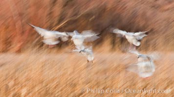 Snow geese in flight, wings are blurred in long time exposure as they are flying, Chen caerulescens, Bosque Del Apache, Socorro, New Mexico