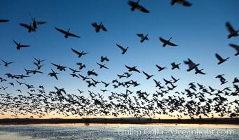 Snow geese in flight at sunrise.  Bosque del Apache NWR is winter home to many thousands of snow geese which are often see in vast flocks in the sky, Chen caerulescens, Bosque Del Apache, Socorro, New Mexico