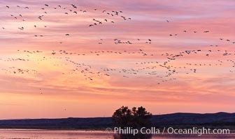 Snow geese in flight at sunrise.  Bosque del Apache NWR is winter home to many thousands of snow geese which are often see in vast flocks in the sky, Chen caerulescens, Bosque Del Apache, Socorro, New Mexico