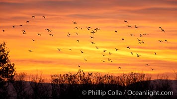 Snow geese in flight at sunrise.  Bosque del Apache NWR is winter home to many thousands of snow geese which are often see in vast flocks in the sky, Chen caerulescens, Bosque Del Apache, Socorro, New Mexico