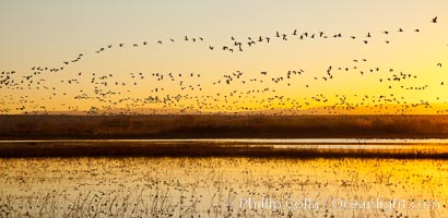 Snow geese in flight at sunrise.  Bosque del Apache NWR is winter home to many thousands of snow geese which are often see in vast flocks in the sky, Chen caerulescens, Bosque Del Apache, Socorro, New Mexico
