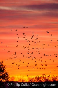 Snow geese in flight at sunrise.  Bosque del Apache NWR is winter home to many thousands of snow geese which are often see in vast flocks in the sky, Chen caerulescens, Bosque Del Apache, Socorro, New Mexico