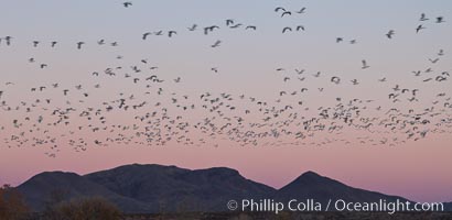 Snow geese in flight at sunrise.  Bosque del Apache NWR is winter home to many thousands of snow geese which are often see in vast flocks in the sky, Chen caerulescens, Bosque Del Apache, Socorro, New Mexico