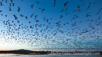 Snow geese in flight at sunrise.  Bosque del Apache NWR is winter home to many thousands of snow geese which are often see in vast flocks in the sky, Chen caerulescens, Bosque Del Apache, Socorro, New Mexico