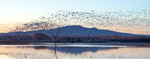 Snow geese in flight at sunrise.  Bosque del Apache NWR is winter home to many thousands of snow geese which are often see in vast flocks in the sky, Chen caerulescens, Bosque Del Apache, Socorro, New Mexico