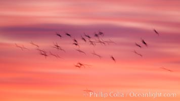 Snow geese in flight at sunrise.  Bosque del Apache NWR is winter home to many thousands of snow geese which are often see in vast flocks in the sky, Chen caerulescens, Bosque Del Apache, Socorro, New Mexico