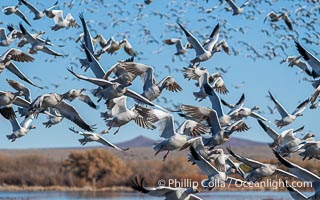 Snow Geese in Flight in Large Flock, Bosque del Apache National Wildlife Refuge, Chen caerulescens, Socorro, New Mexico