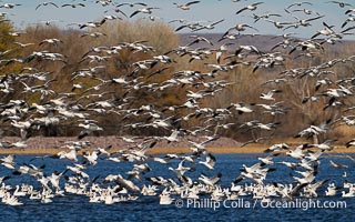 Snow Geese in Flight in Large Flock, Bosque del Apache National Wildlife Refuge, Chen caerulescens, Socorro, New Mexico