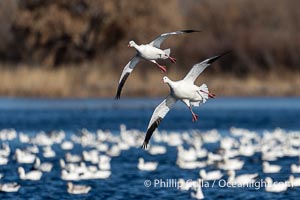 Snow Geese in Flight in Large Flock, Bosque del Apache National Wildlife Refuge, Chen caerulescens, Socorro, New Mexico