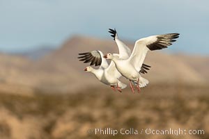 Snow Geese in Flight, Bosque del Apache NWR, Chen caerulescens, Bosque del Apache National Wildlife Refuge, Socorro, New Mexico