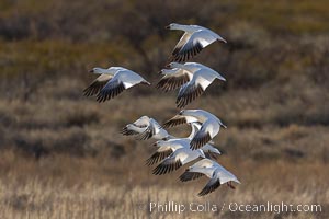 Snow Geese in Flight, Bosque del Apache NWR, Chen caerulescens, Bosque del Apache National Wildlife Refuge, Socorro, New Mexico