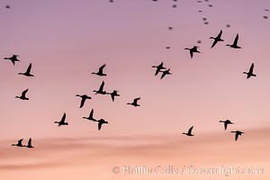 Snow Geese in Flight, Bosque del Apache NWR, Chen caerulescens, Bosque del Apache National Wildlife Refuge, Socorro, New Mexico