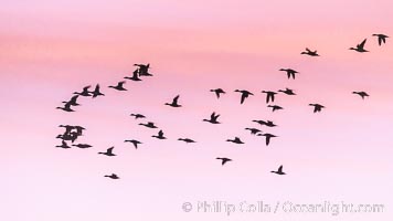 Snow Geese in Flight, Bosque del Apache NWR, Chen caerulescens, Bosque del Apache National Wildlife Refuge, Socorro, New Mexico