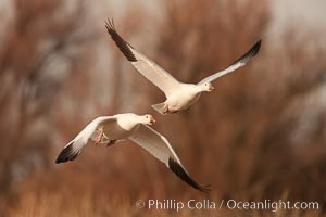 Snow geese in flight.