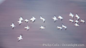 Snow geese in flight, wings are blurred in long time exposure as they are flying.