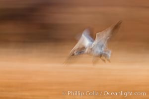 Snow geese in flight, wings are blurred in long time exposure as they are flying, Chen caerulescens, Bosque Del Apache, Socorro, New Mexico