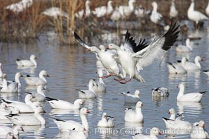 Snow geese landing on water, Chen caerulescens, Bosque del Apache National Wildlife Refuge