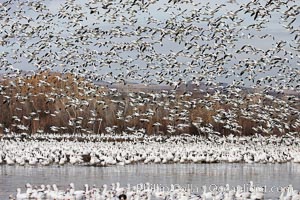 Snow geese gather in massive flocks over water, taking off and landing in synchrony.