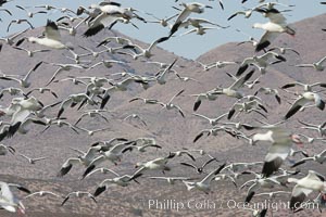 Snow geese gather in massive flocks over water, taking off and landing in synchrony, Chen caerulescens, Bosque del Apache National Wildlife Refuge