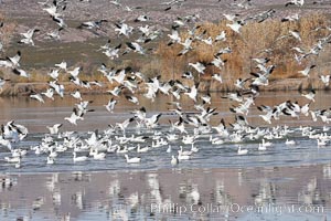 Snow geese gather in massive flocks over water, taking off and landing in synchrony, Chen caerulescens, Bosque del Apache National Wildlife Refuge
