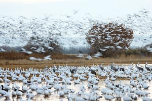 Snow geese gather in massive flocks over water, taking off and landing in synchrony, Chen caerulescens, Bosque del Apache National Wildlife Refuge