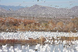 Snow geese gather in massive flocks over water, taking off and landing in synchrony, Chen caerulescens, Bosque del Apache National Wildlife Refuge