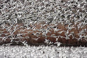 Snow geese gather in massive flocks over water, taking off and landing in synchrony, Chen caerulescens, Bosque del Apache National Wildlife Refuge