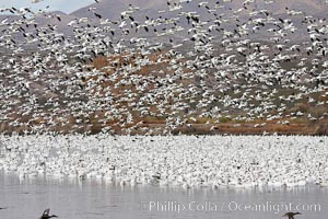 Snow geese gather in massive flocks over water, taking off and landing in synchrony, Chen caerulescens, Bosque del Apache National Wildlife Refuge