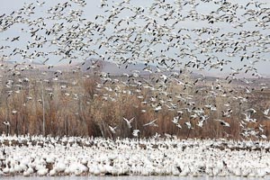 Snow geese gather in massive flocks over water, taking off and landing in synchrony, Chen caerulescens, Bosque del Apache National Wildlife Refuge