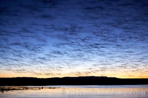 Snow geese at dawn.  Snow geese often "blast off" just before or after dawn, leaving the ponds where they rest for the night to forage elsewhere during the day, Chen caerulescens, Bosque del Apache National Wildlife Refuge, Socorro, New Mexico
