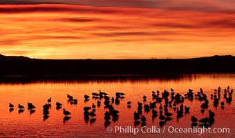 Snow geese rest on a still pond in rich orange and yellow sunrise light.  These geese have spent their night's rest on the main empoundment and will leave around sunrise to feed in nearby corn fields.
