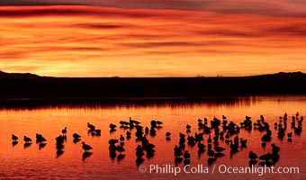 Snow geese rest on a still pond in rich orange and yellow sunrise light.  These geese have spent their night's rest on the main empoundment and will leave around sunrise to feed in nearby corn fields, Chen caerulescens, Bosque del Apache National Wildlife Refuge, Socorro, New Mexico