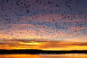 Snow geese at dawn.  Snow geese often 