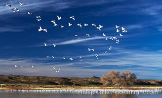 Snow geese, and one of the "crane pools" in the northern part of Bosque del Apache NWR, Chen caerulescens, Bosque del Apache National Wildlife Refuge, Socorro, New Mexico