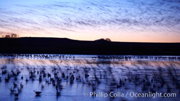 Snow geese at dawn.  Snow geese often "blast off" just before or after dawn, leaving the ponds where they rest for the night to forage elsewhere during the day, Chen caerulescens, Bosque del Apache National Wildlife Refuge, Socorro, New Mexico