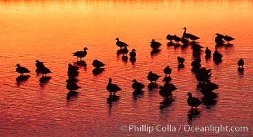 Snow geese rest on a still pond in rich orange and yellow sunrise light.  These geese have spent their night's rest on the main empoundment and will leave around sunrise to feed in nearby corn fields, Chen caerulescens, Bosque del Apache National Wildlife Refuge, Socorro, New Mexico