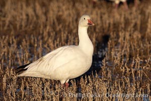 Snow goose standing in marsh grass, Chen caerulescens, Bosque del Apache National Wildlife Refuge, Socorro, New Mexico