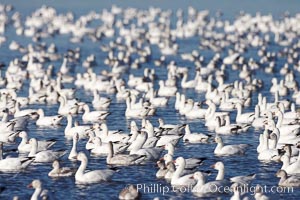 A flock of snow geese, numbering in the thousands, covers a freshwater pond as they rest, Chen caerulescens, Bosque del Apache National Wildlife Refuge, Socorro, New Mexico