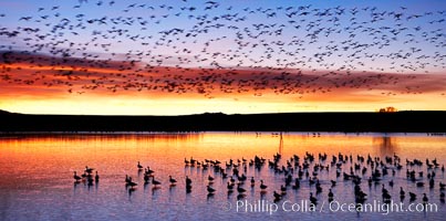 Snow geese at dawn.  Snow geese often "blast off" just before or after dawn, leaving the ponds where they rest for the night to forage elsewhere during the day, Chen caerulescens, Bosque del Apache National Wildlife Refuge, Socorro, New Mexico