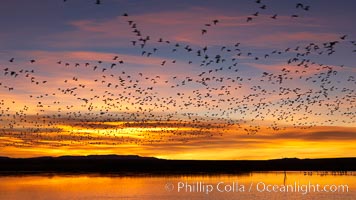 Snow geese at dawn.  Snow geese often "blast off" just before or after dawn, leaving the ponds where they rest for the night to forage elsewhere during the day, Chen caerulescens, Bosque del Apache National Wildlife Refuge, Socorro, New Mexico