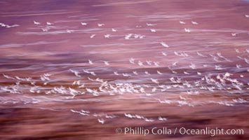 Snow geese at dawn.  Thousands of snow geese fly over the brown hills of Bosque del Apache National Wildlife Refuge.  In the dim predawn light, the geese appear as streaks in the sky, Chen caerulescens, Socorro, New Mexico