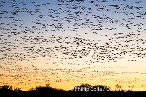 Snow geese fly in huge numbers at sunrise. Thousands of wintering snow geese take to the sky in predawn light in Bosque del Apache's famous "blast off". The flock can be as large as 20,000 geese or more, Chen caerulescens, Bosque del Apache National Wildlife Refuge, Socorro, New Mexico