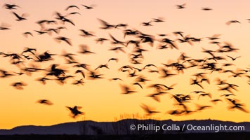 Snow geese fly in huge numbers at sunrise. Thousands of wintering snow geese take to the sky in predawn light in Bosque del Apache's famous "blast off". The flock can be as large as 20,000 geese or more, Chen caerulescens, Bosque del Apache National Wildlife Refuge, Socorro, New Mexico