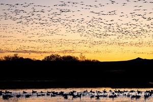 Snow geese fly in huge numbers at sunrise. Thousands of wintering snow geese take to the sky in predawn light in Bosque del Apache's famous "blast off". The flock can be as large as 20,000 geese or more, Chen caerulescens, Bosque del Apache National Wildlife Refuge, Socorro, New Mexico