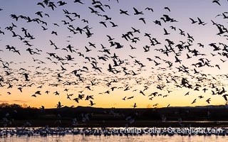 Snow geese fly in huge numbers at sunrise. Thousands of wintering snow geese take to the sky in predawn light in Bosque del Apache's famous "blast off". The flock can be as large as 20,000 geese or more, Chen caerulescens, Bosque del Apache National Wildlife Refuge, Socorro, New Mexico